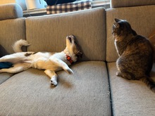 LILO, Hund, Mischlingshund in Wuppertal - Bild 16