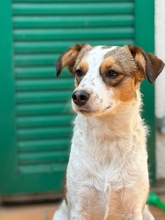 LILO, Hund, Mischlingshund in Wuppertal - Bild 17