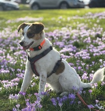 LILO, Hund, Mischlingshund in Wuppertal - Bild 18