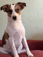 LILO, Hund, Mischlingshund in Wuppertal - Bild 2