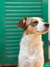 LILO, Hund, Mischlingshund in Wuppertal - Bild 3