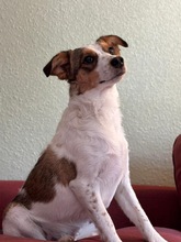 LILO, Hund, Mischlingshund in Wuppertal - Bild 4