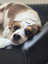LILO, Hund, Mischlingshund in Wuppertal - Bild 6