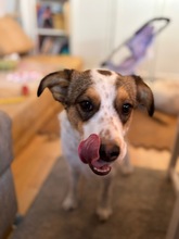 LILO, Hund, Mischlingshund in Wuppertal - Bild 7