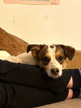 LILO, Hund, Mischlingshund in Wuppertal - Bild 8