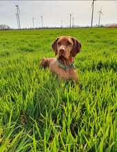 VICO, Hund, Magyar Vizsla in Elsterwerda - Bild 1