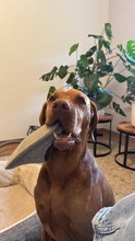 VICO, Hund, Magyar Vizsla in Elsterwerda - Bild 2