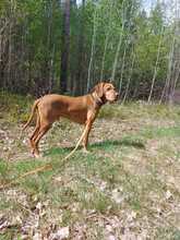 VICO, Hund, Magyar Vizsla in Elsterwerda - Bild 3