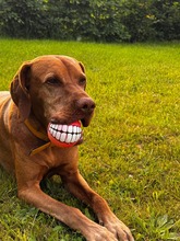 VICO, Hund, Magyar Vizsla in Elsterwerda - Bild 4