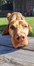 VICO, Hund, Magyar Vizsla in Elsterwerda - Bild 5