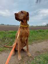 VICO, Hund, Magyar Vizsla in Elsterwerda - Bild 6