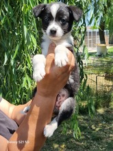 CODY, Hund, Mischlingshund in Rumänien - Bild 1