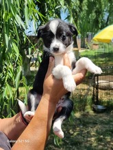 CODY, Hund, Mischlingshund in Rumänien - Bild 2