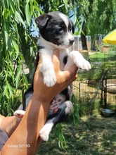CODY, Hund, Mischlingshund in Rumänien - Bild 4
