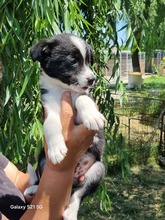 CODY, Hund, Mischlingshund in Rumänien - Bild 5