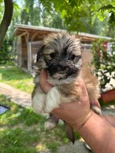POLLY, Hund, Mischlingshund in Protzen - Bild 1
