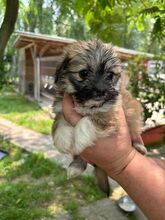 POLLY, Hund, Mischlingshund in Protzen - Bild 2