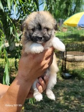 POLLY, Hund, Mischlingshund in Protzen - Bild 3