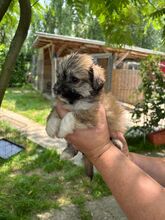 POLLY, Hund, Mischlingshund in Protzen - Bild 4