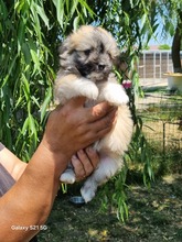 POLLY, Hund, Mischlingshund in Protzen - Bild 5