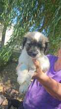 OREO, Hund, Mischlingshund in Rumänien - Bild 2