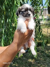 OREO, Hund, Mischlingshund in Rumänien - Bild 3