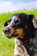 MIMI, Hund, Mischlingshund in Seelze - Bild 10