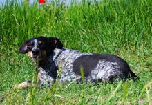 MIMI, Hund, Mischlingshund in Seelze - Bild 11