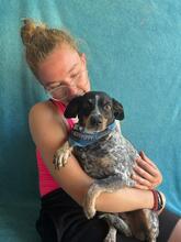MIMI, Hund, Mischlingshund in Seelze - Bild 12