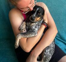 MIMI, Hund, Mischlingshund in Seelze - Bild 13