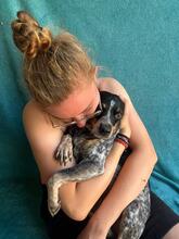 MIMI, Hund, Mischlingshund in Seelze - Bild 14
