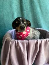 MIMI, Hund, Mischlingshund in Seelze - Bild 15