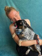 MIMI, Hund, Mischlingshund in Seelze - Bild 16