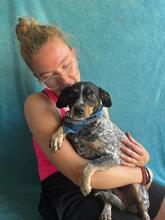 MIMI, Hund, Mischlingshund in Seelze - Bild 17