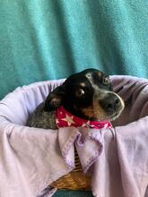 MIMI, Hund, Mischlingshund in Seelze - Bild 18