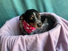 MIMI, Hund, Mischlingshund in Seelze - Bild 19