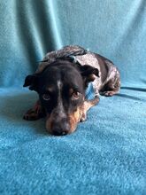 MIMI, Hund, Mischlingshund in Seelze - Bild 2