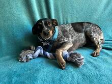 MIMI, Hund, Mischlingshund in Seelze - Bild 20