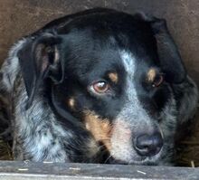 MIMI, Hund, Mischlingshund in Seelze - Bild 3