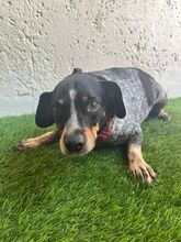 MIMI, Hund, Mischlingshund in Seelze - Bild 4