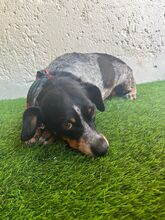 MIMI, Hund, Mischlingshund in Seelze - Bild 5