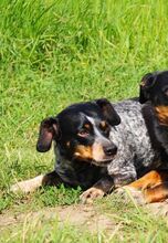 MIMI, Hund, Mischlingshund in Seelze - Bild 6
