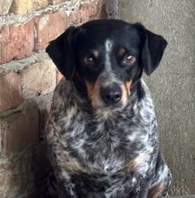 MIMI, Hund, Mischlingshund in Seelze - Bild 7