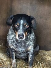 MIMI, Hund, Mischlingshund in Seelze - Bild 8