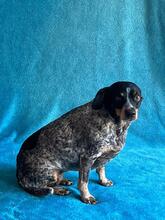 MIMI, Hund, Mischlingshund in Seelze - Bild 9