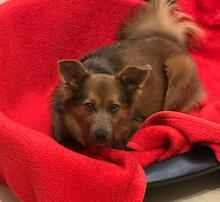 ZOSYA, Hund, Mischlingshund in Zarrentin - Bild 1
