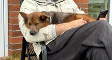 ZOSYA, Hund, Mischlingshund in Zarrentin - Bild 10