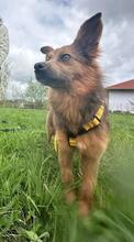ZOSYA, Hund, Mischlingshund in Zarrentin - Bild 11