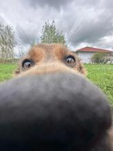 ZOSYA, Hund, Mischlingshund in Zarrentin - Bild 12