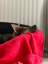 ZOSYA, Hund, Mischlingshund in Zarrentin - Bild 2